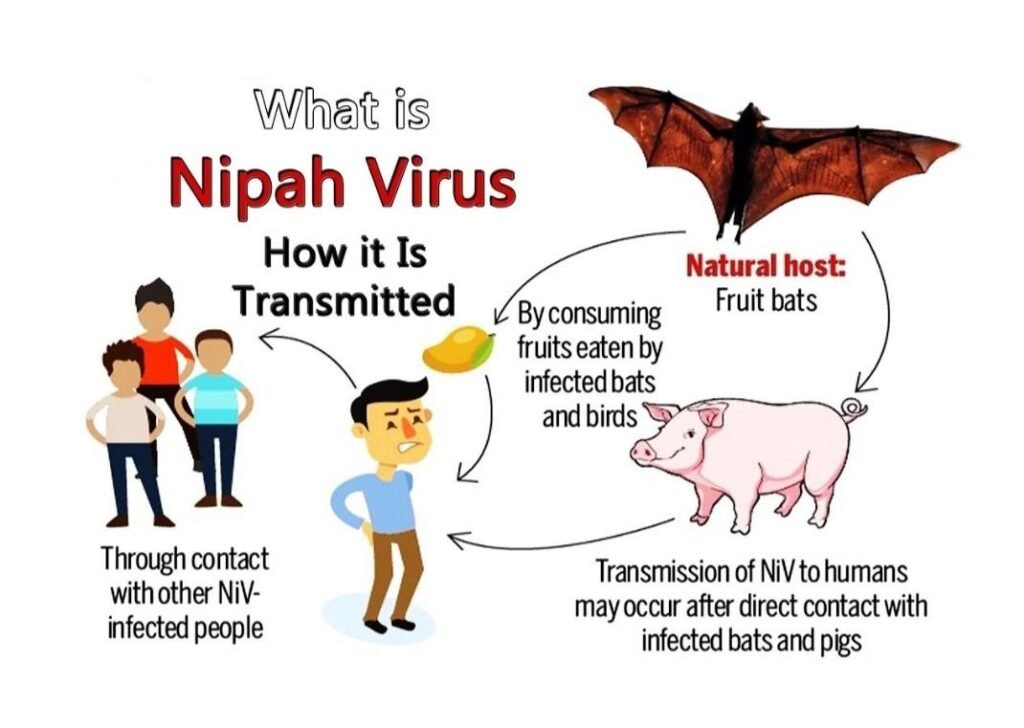 نيباه فيروس Nipah virus 